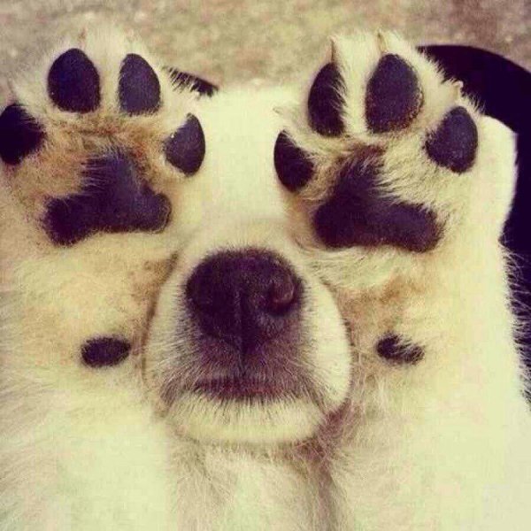 puppy paws