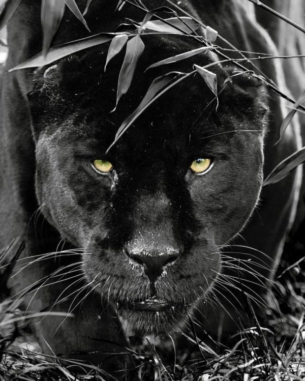 ягуар черный