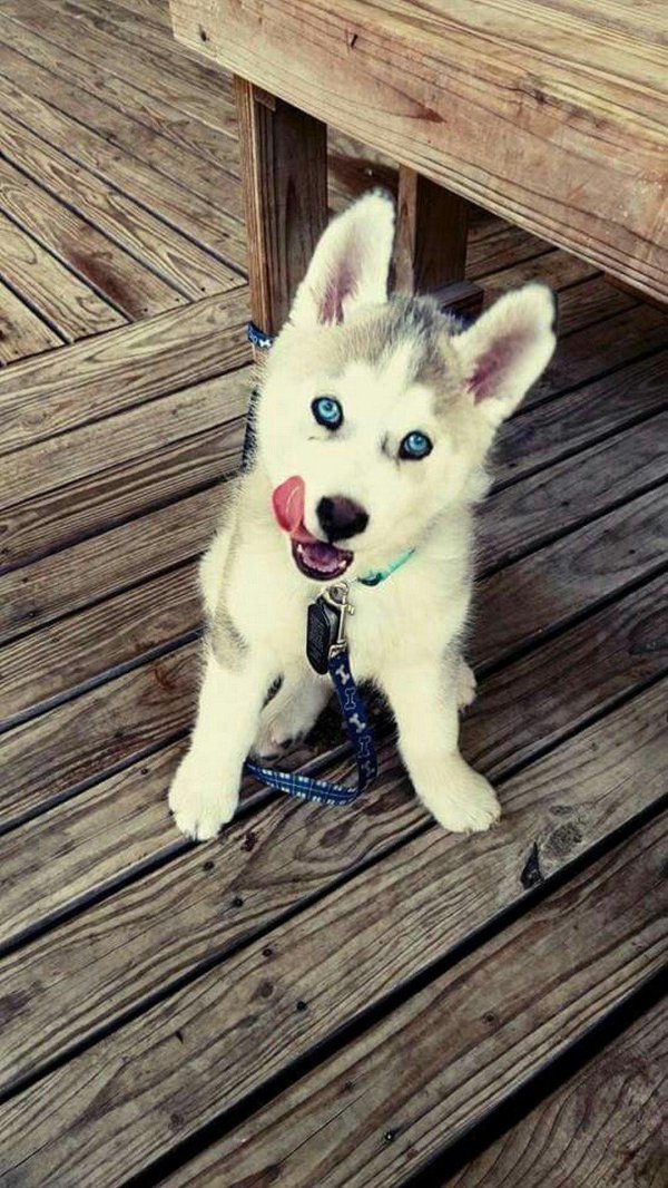 сибирский хаски