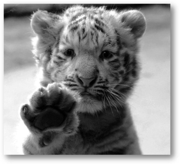 маленькие тигрята