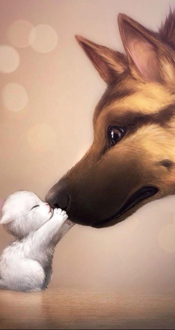 милые собачки