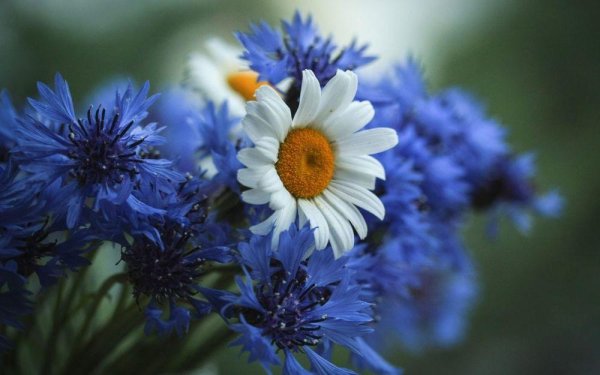 букет полевых васильков