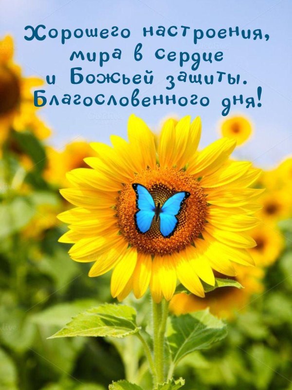 украинские подсолнухи