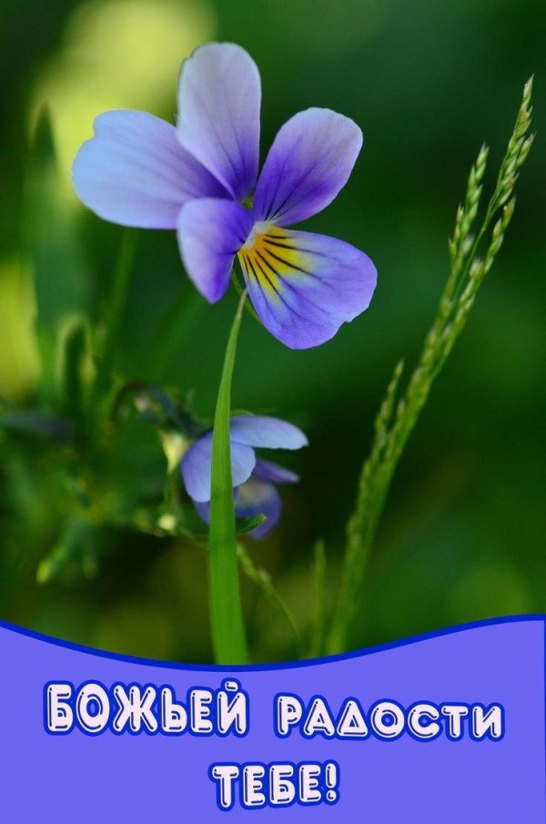 христианские пожелания с добрым утром