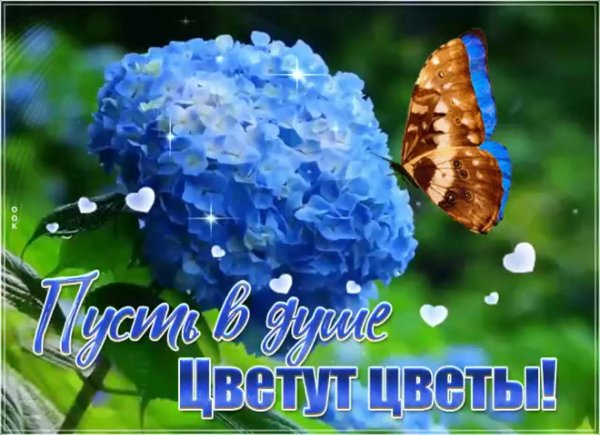 гортензии цветы