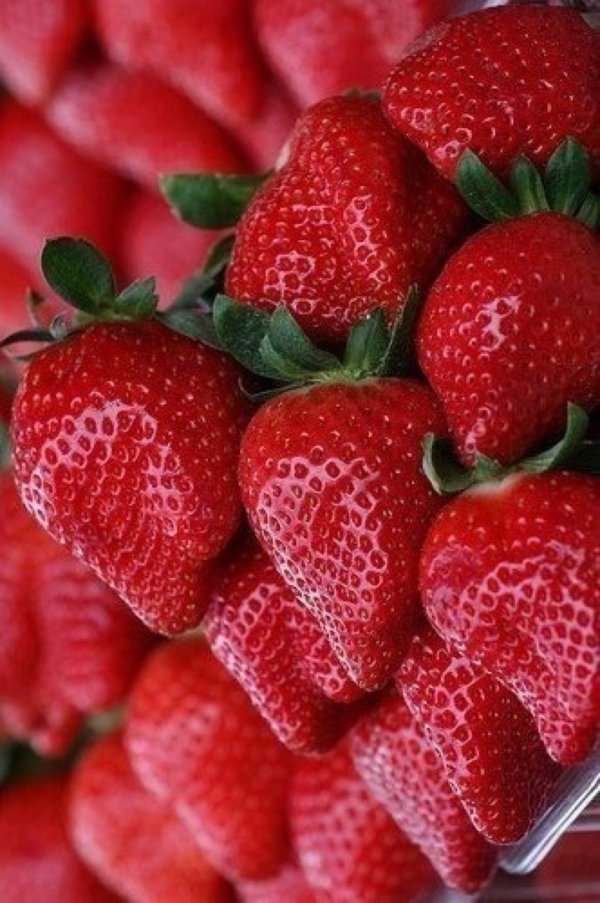 клубника сорт