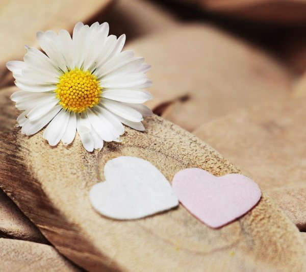 ромашки сердечком