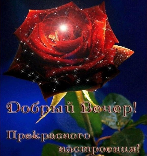 розы добрый вечер
