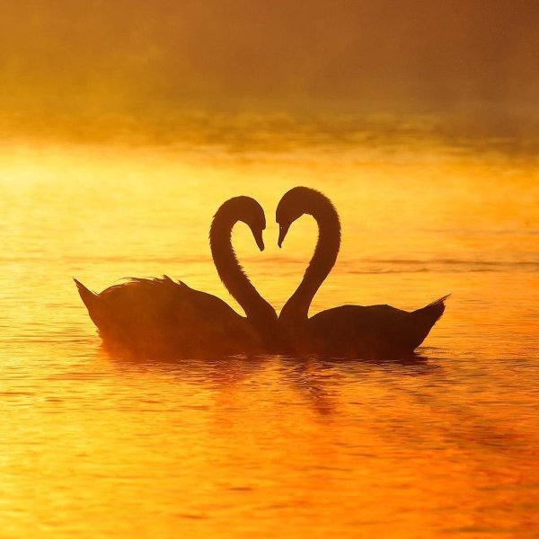 влюбленные лебеди