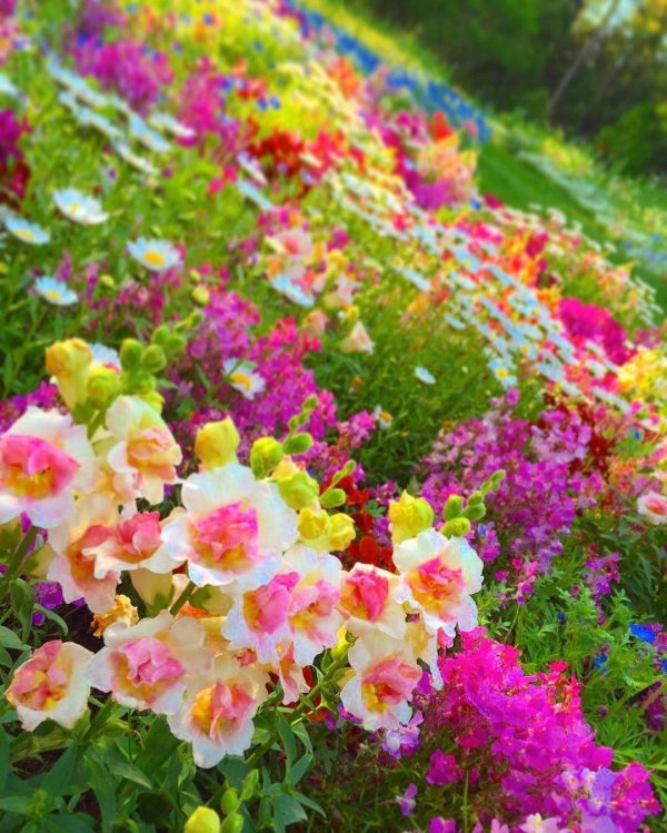 львиный зев