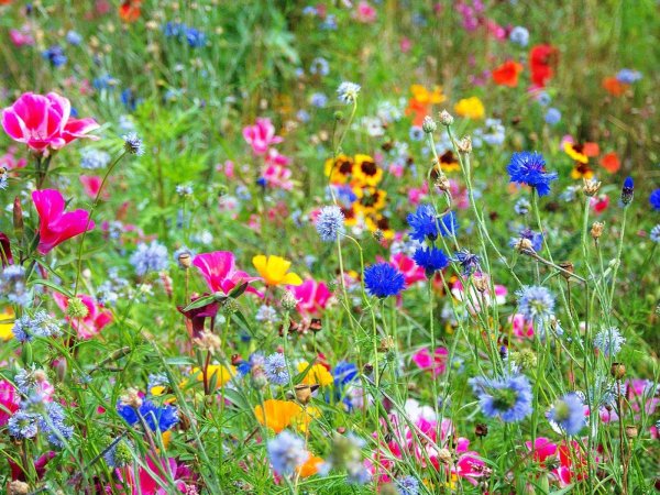 газон цветущий мавританский