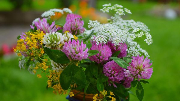 цветок полевой