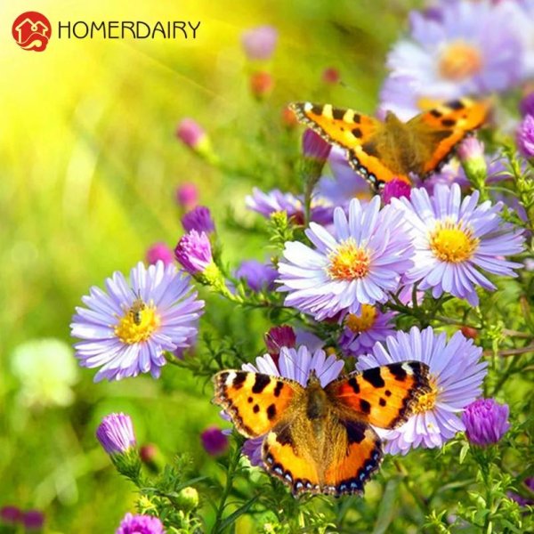 бабочки на лугу