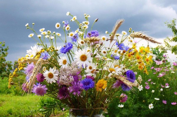 разноцветье разнотравье