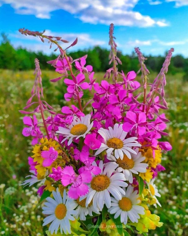 цветок полевой