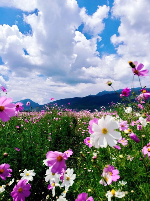 cosmos flower