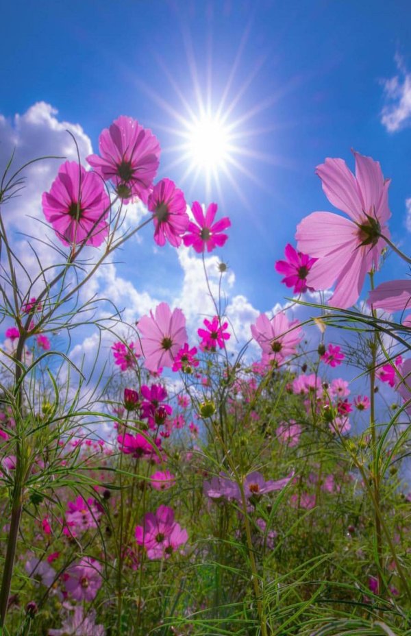 cosmos flower