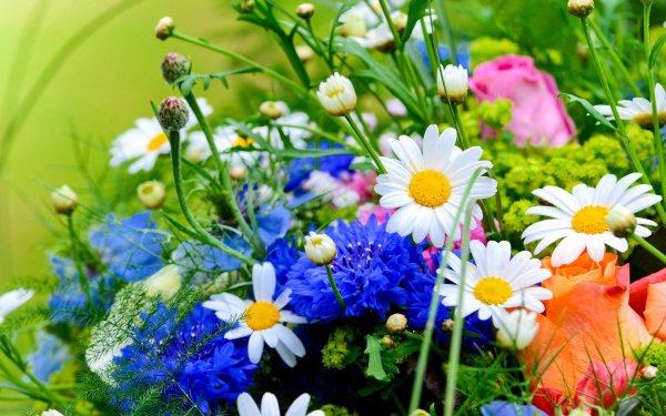 ромашки и васильки