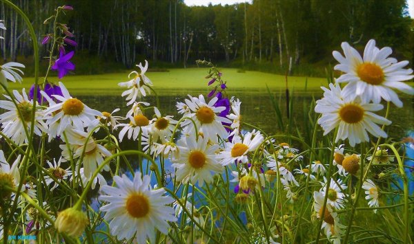 пейзаж с ромашками