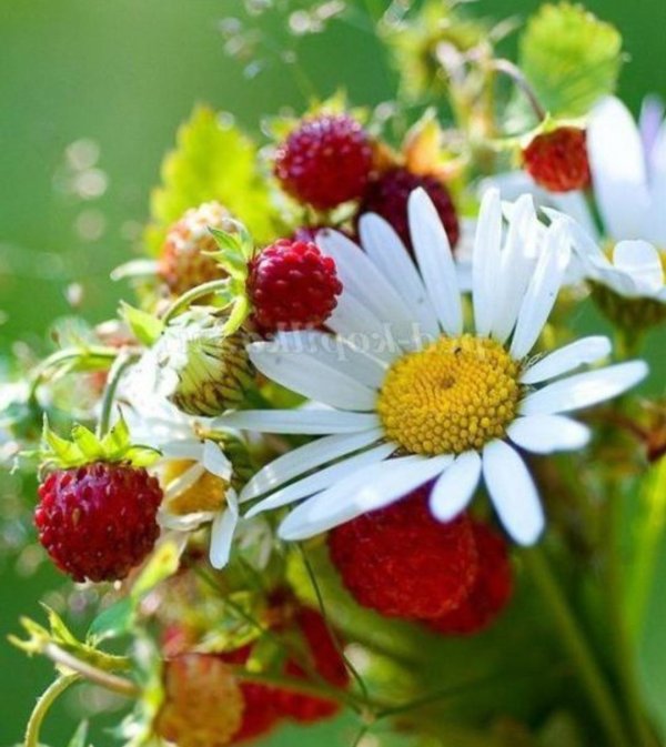 лето клубника