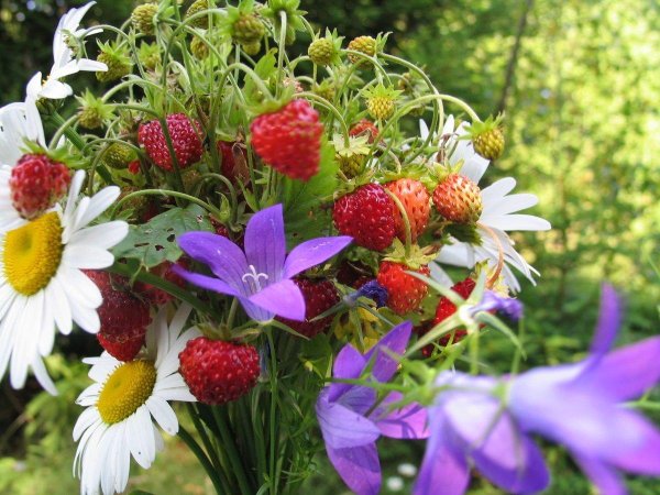 летние букеты