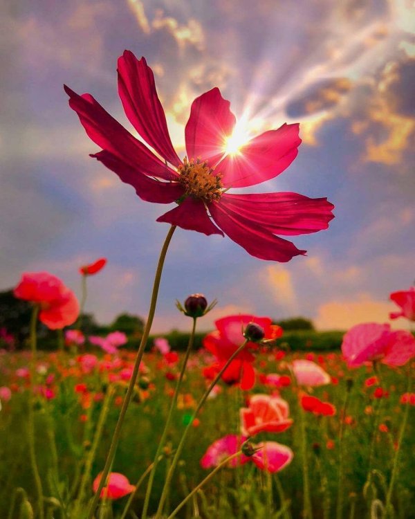cosmos flower