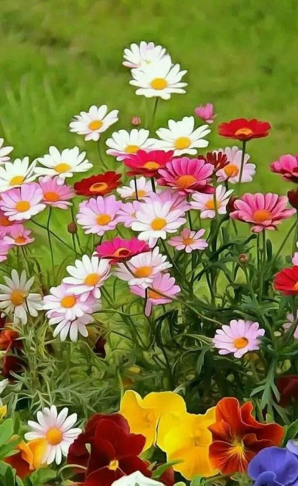 красочные цветы