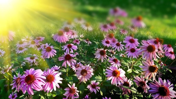 эхинацея пурпурная echinacea purpurea