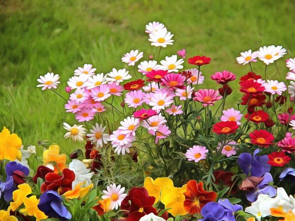 летние цветы