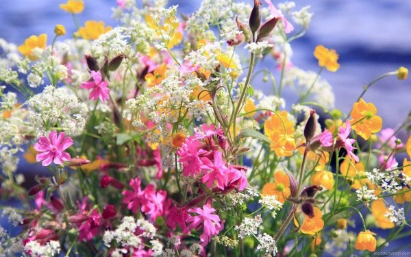 красивые летние букеты