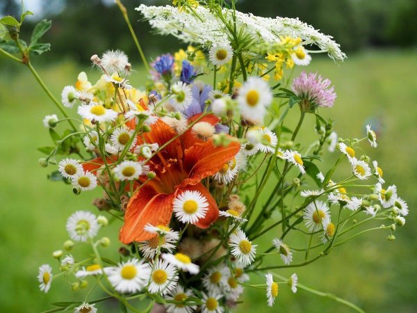 цветок полевой