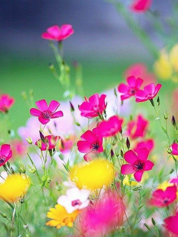 космея луговая