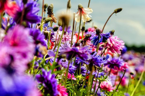 полевой цветок