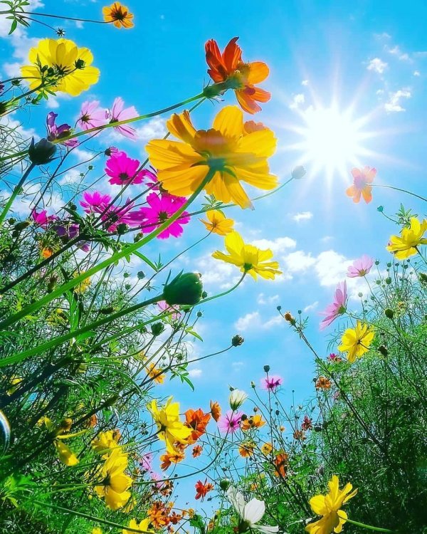 разноцветное лето