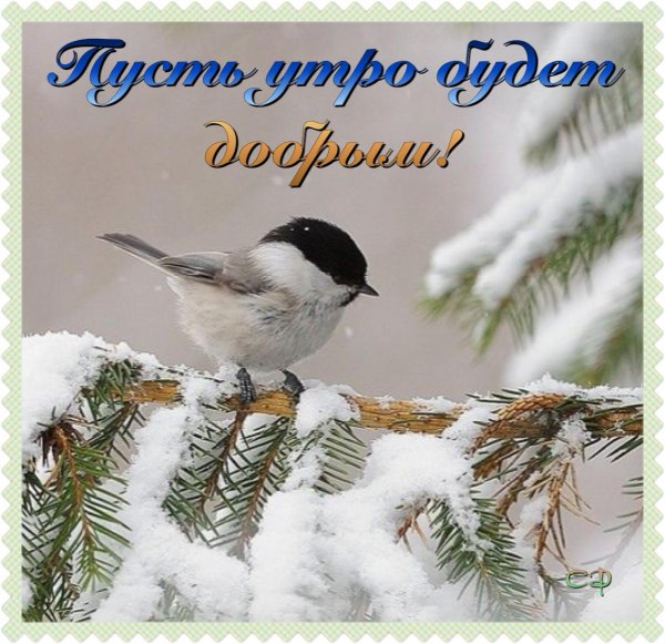 буроголовая гаичка