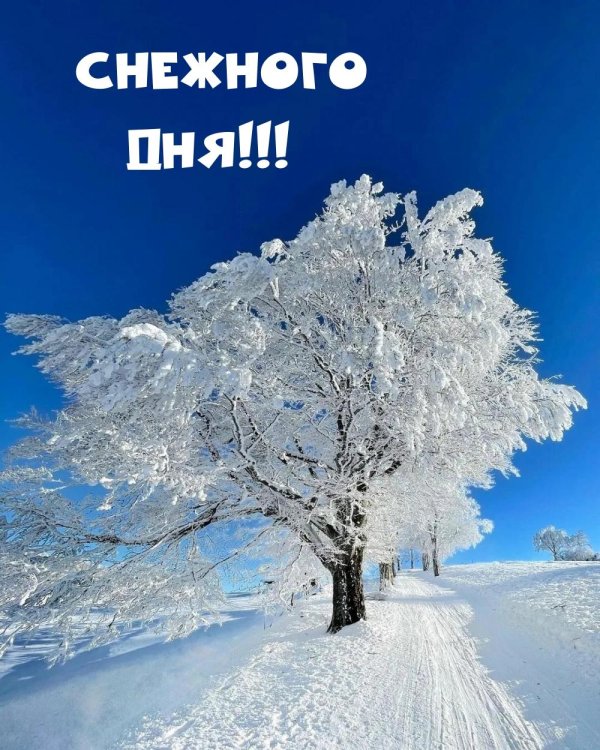 с добрым снежным днем