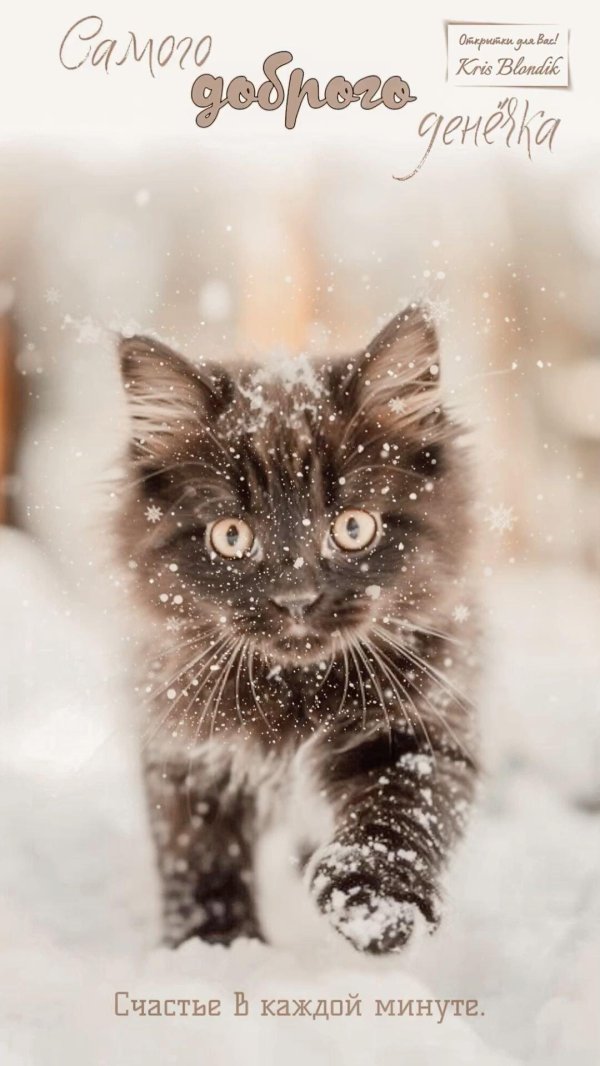 доброе утро зима кошки