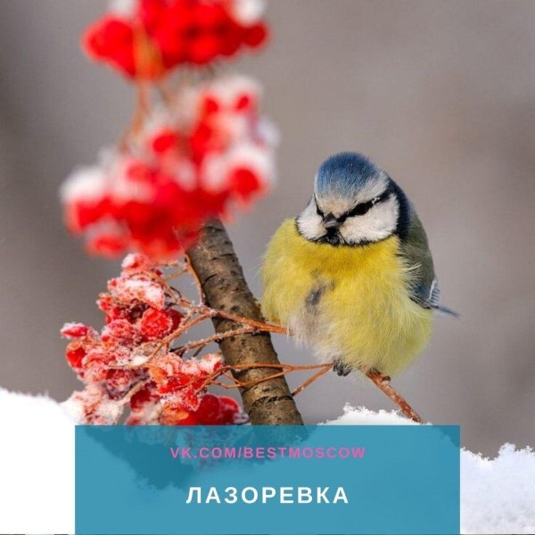 лазоревка обыкновенная