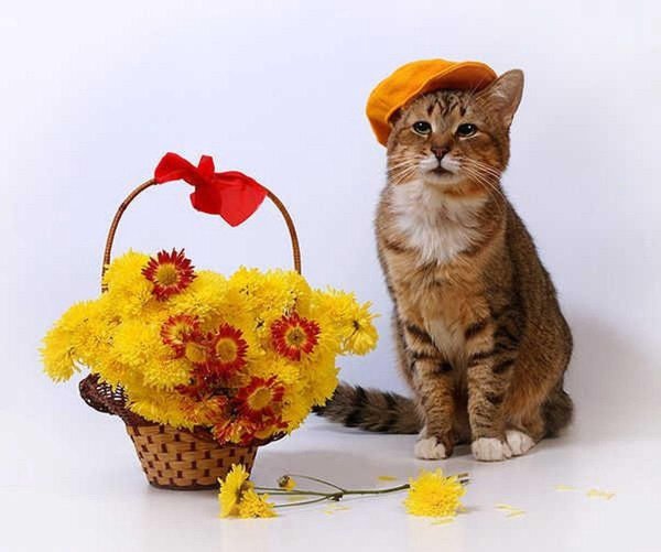 с 8 марта котики