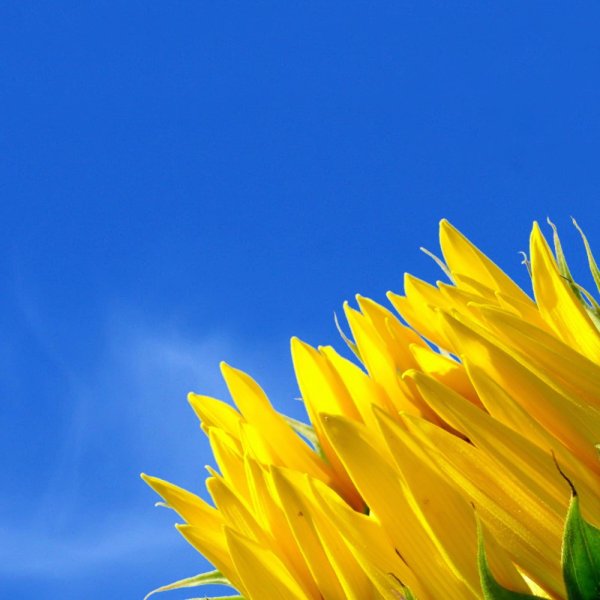 цветок подсолнечника