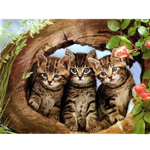 очаровательные котята