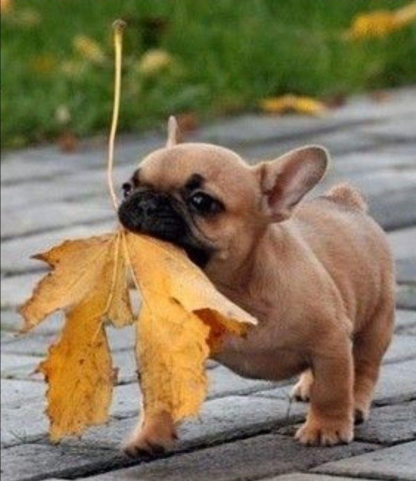 французский бульдог