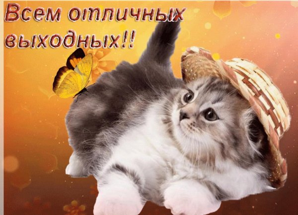 отличных выходных котики