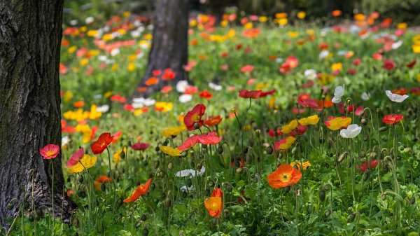 мак сибирский голостебельный