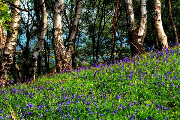 природа весна