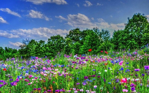поле полевых цветов
