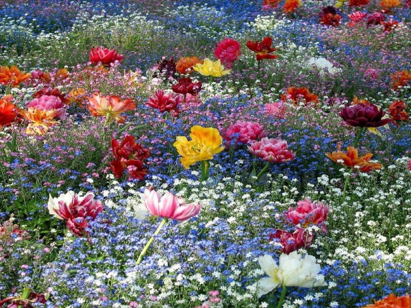 полей цветок