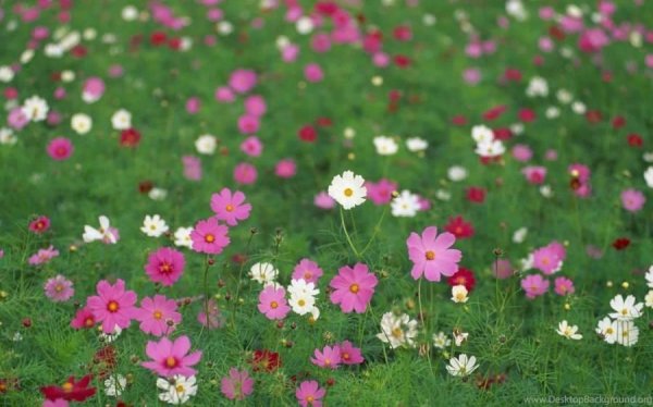 однолетники космея