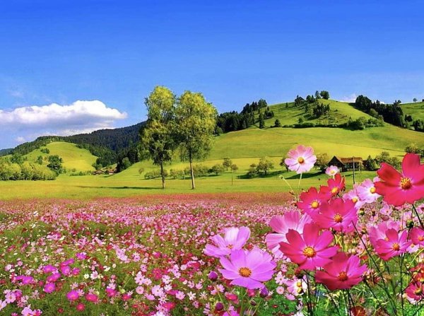 обои природа лето