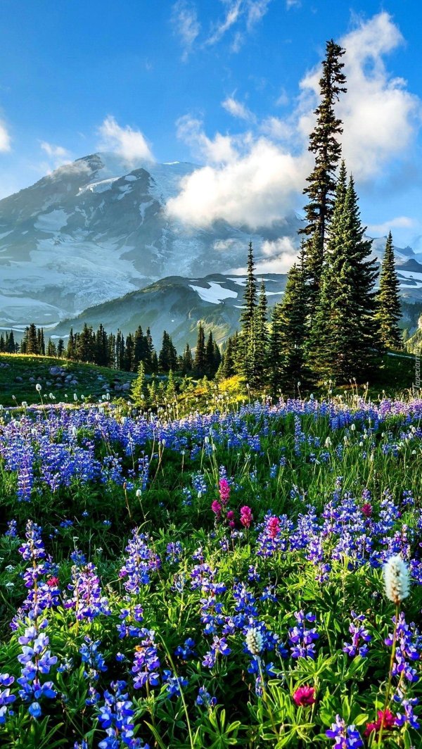 национальный парк маунт рейнир